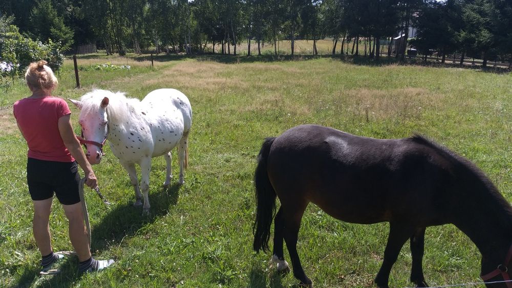 Dwie Klacze, klaczki, kuce, kucyki, koniki.