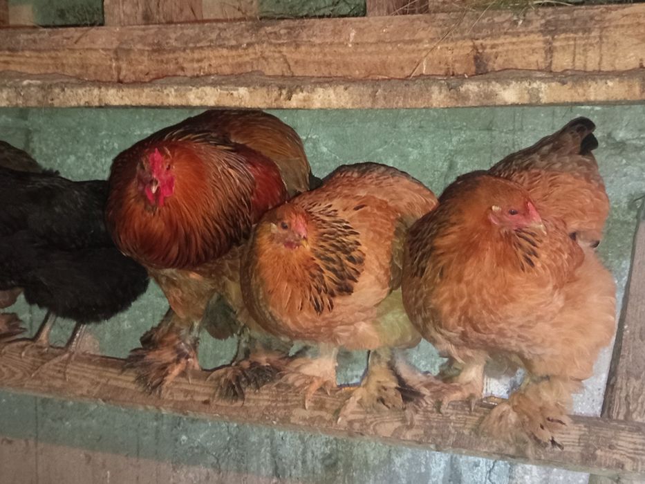 Jaja lęgowe Brahma olbrzymia