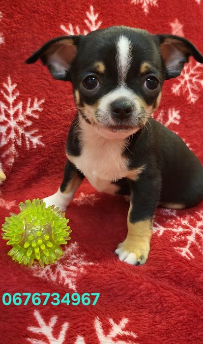 Чихуахуа міні та мікро з ДОКУМЕНТАМИ  КСУ!