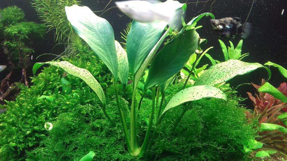 Roślina Anubias Barteri Coffeefolia