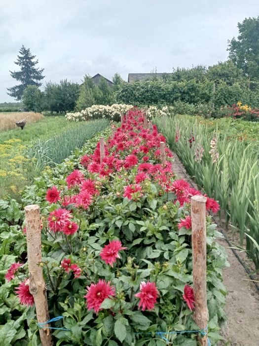 5 sztuk Dalia ogrodowa czerwona