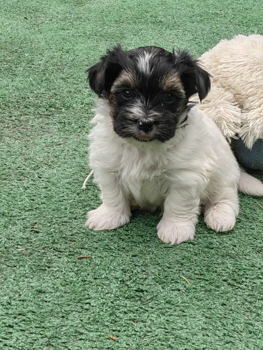 pieski york biewer z metryką