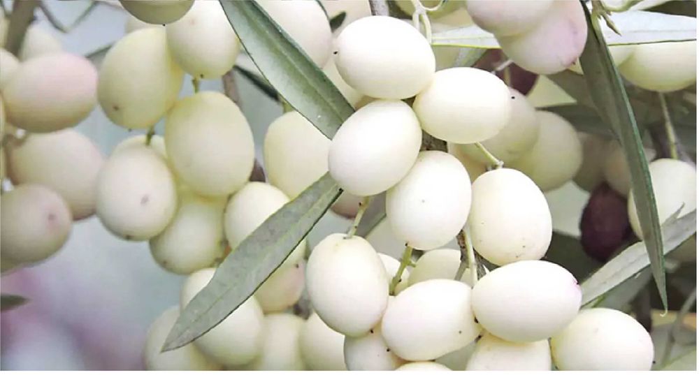 Arvore oliveira azeitona branca enxertada 3 anos