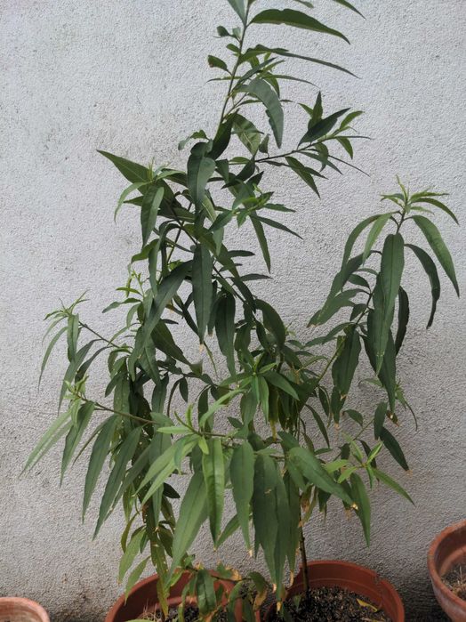 Amendoeiras 80 cm