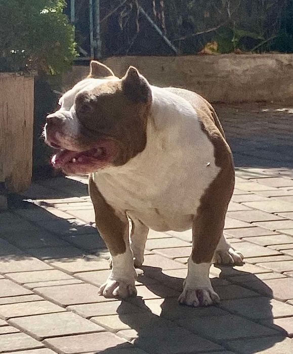 Кобели американского булля