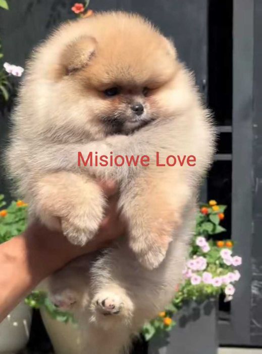 Mały Cudo Miś !!! Pomeranian miś