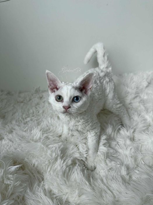 Kotka Devon Rex z paszportem heterochromia, różnooka, od