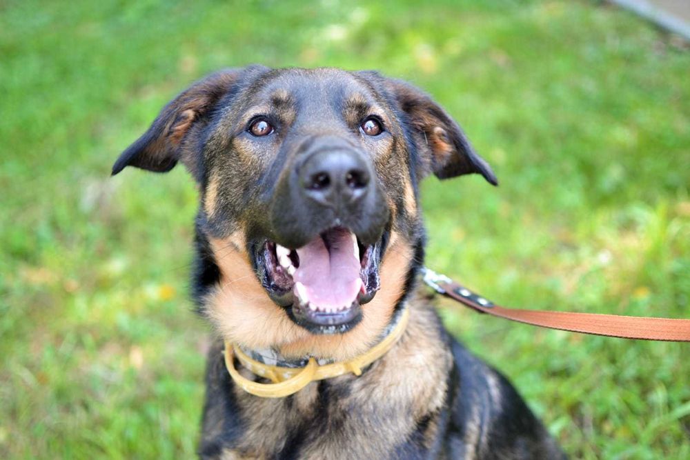 Młody zjawiskowy Simba szuka domu