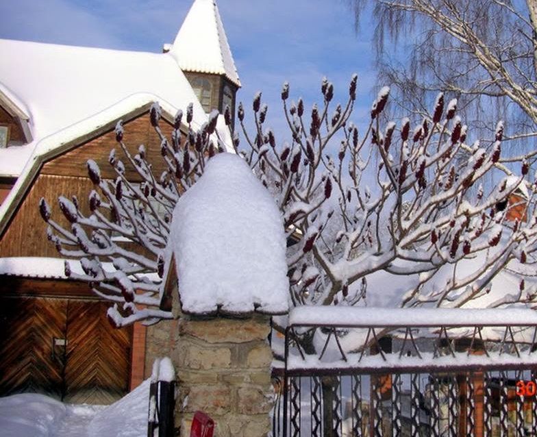 Сумах оленерогий (Rhus typhina) 1,0-3,5 м