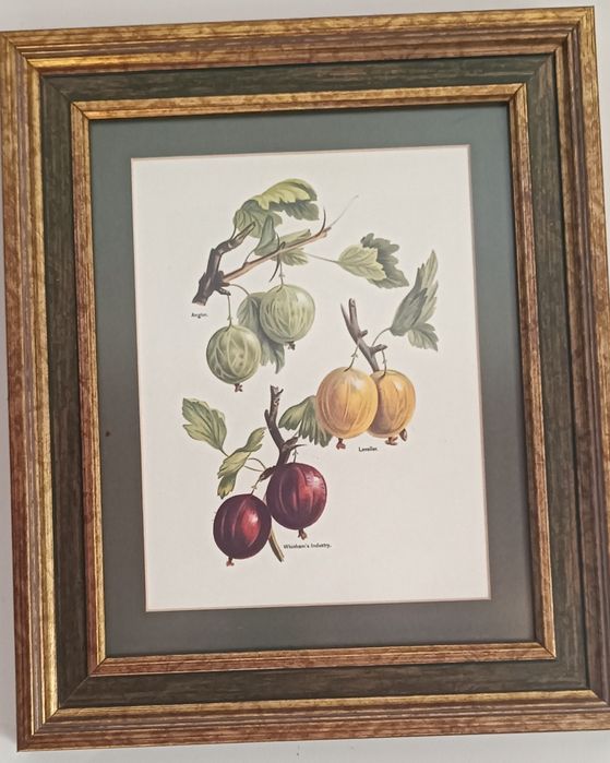 Conjunto de quadros com gravuras de frutos