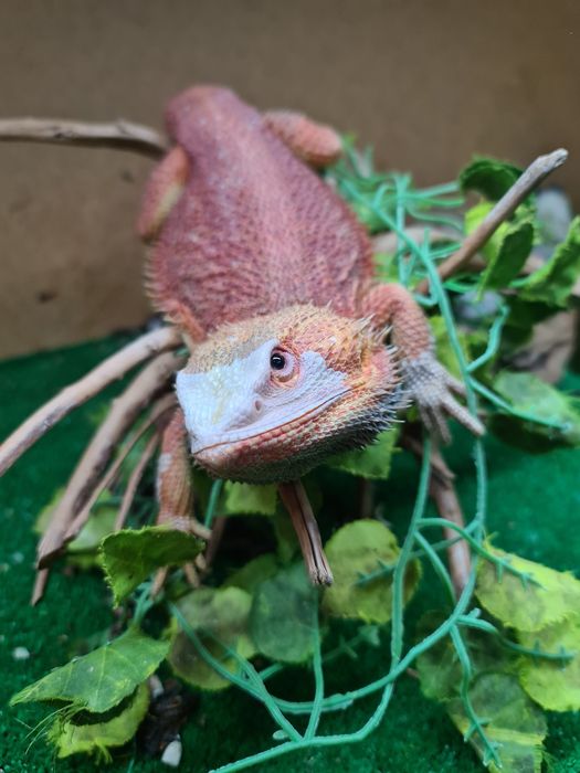 Decoração de Terrario para geckos leopardo