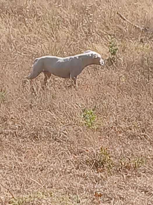Para dar um cão.