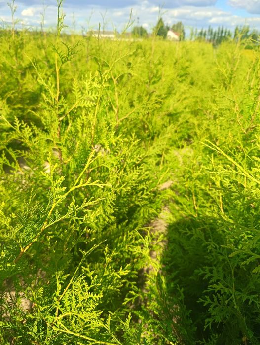 Sprzedam Thuje occ Brabant 200- 220cm