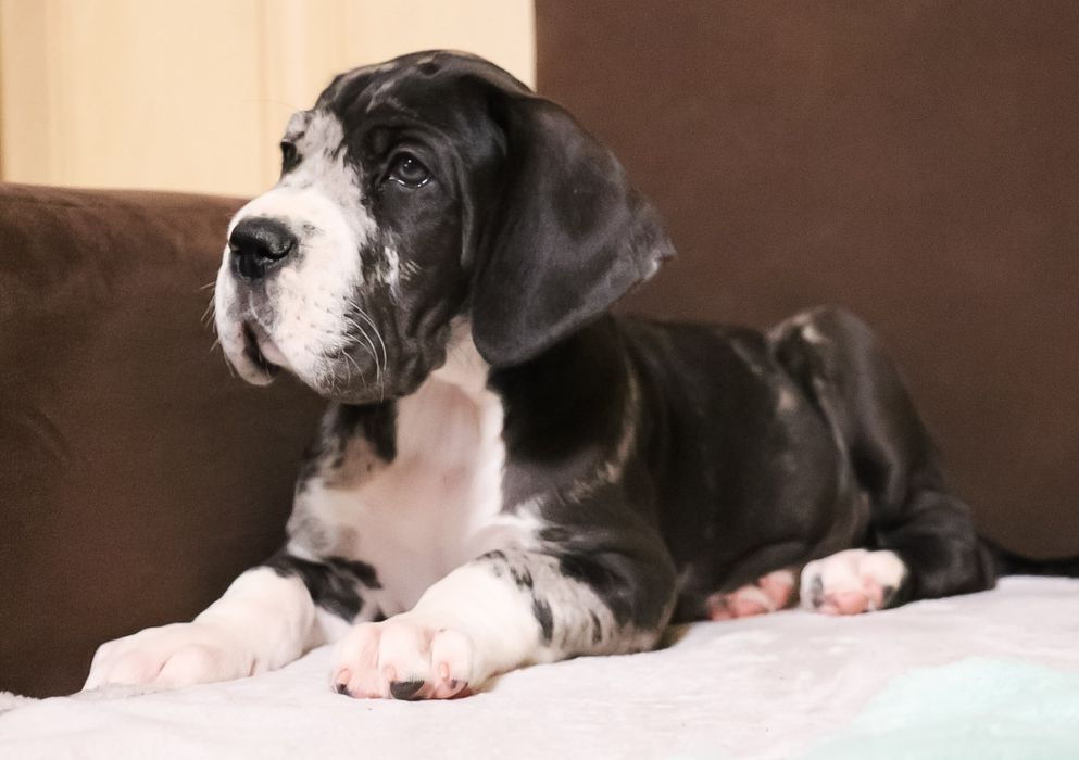 Dog niemiecki suczka merle