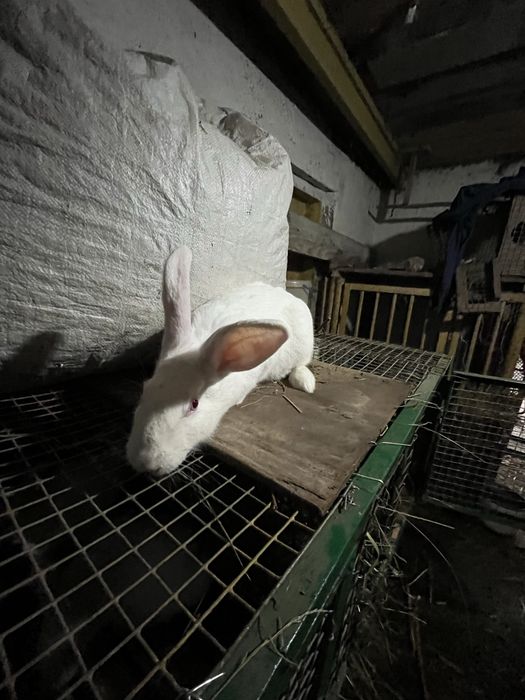 Термонська біла, термоці