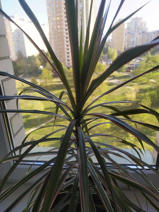 Драцена Маргината" , два деревца .