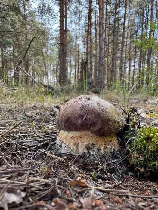 Дача, будинок з санвузлом