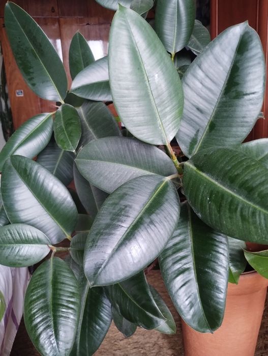 Шикарний фікус разом з великим керамічним  горщиком. Тільки самовивіз