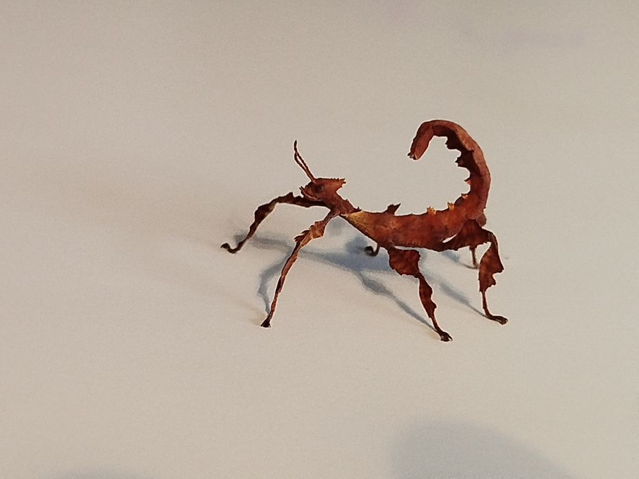 Straszyki australijskie