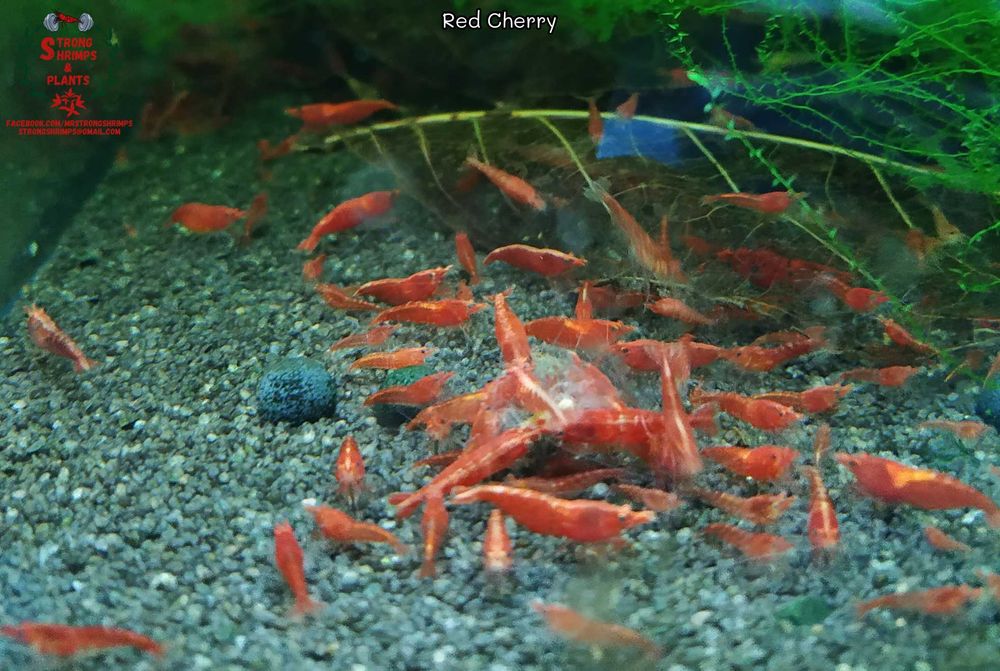 Krewetki Neocaridina Red Cherry woda kranowa ZAMIANA GRATIS PROMOCJA
