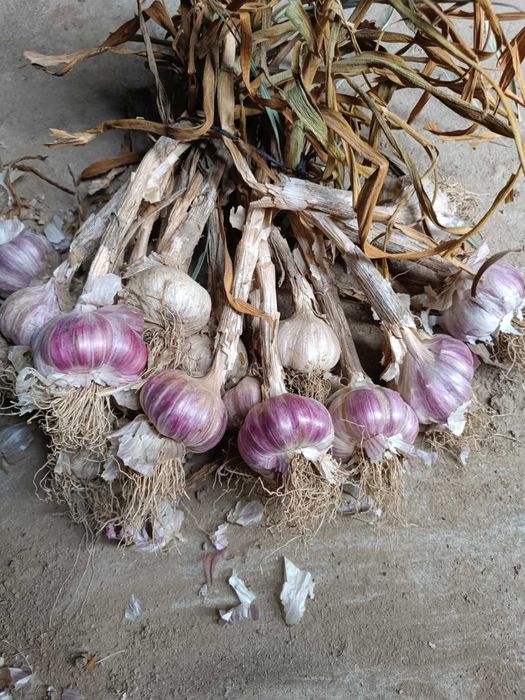 Sprzedam piękny czosnek harnaś gruby