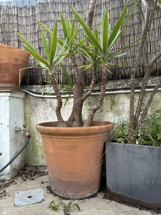 Yucca Grande com Vaso de Terracota