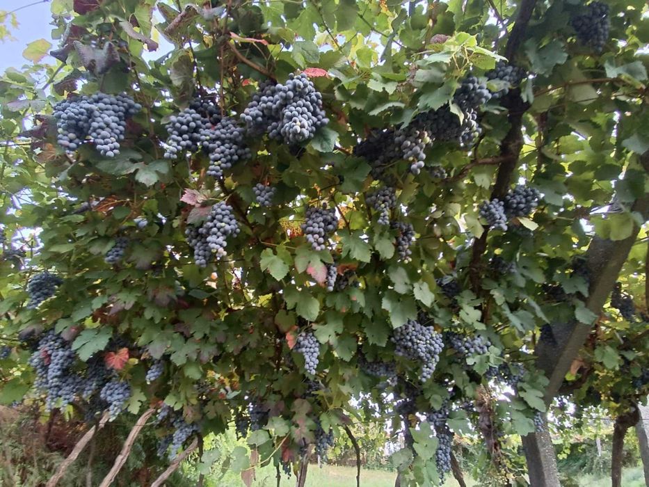 Uvas tintas e brancas