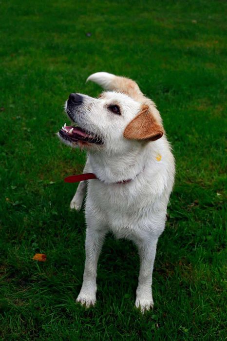 Poznaj naszego podopiecznego Bobiego.