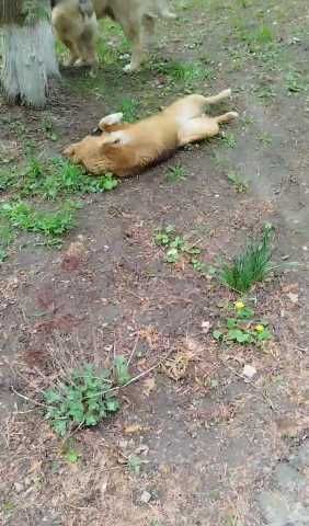 щенки девочки ищут дом