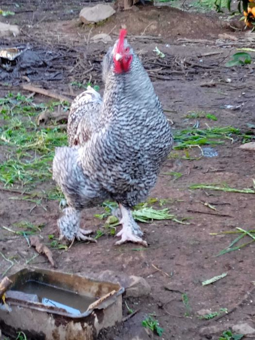 Ovos de Malines Pedres