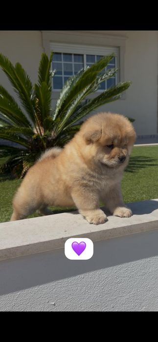 Magnífica chow chow fêmea