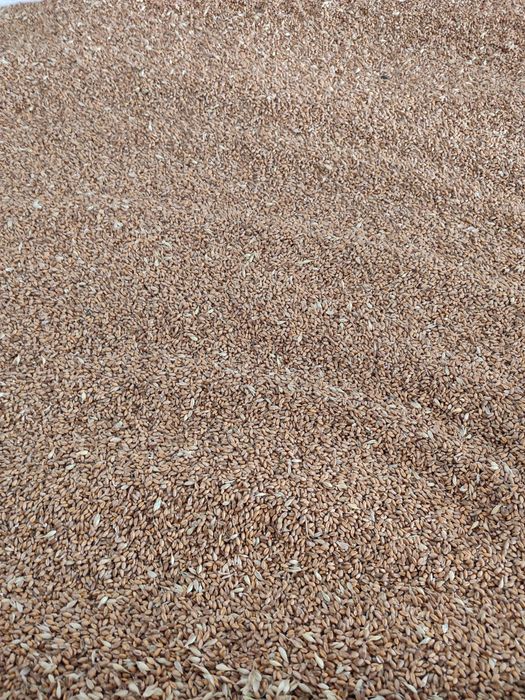 Продам пшеницю з доставкою