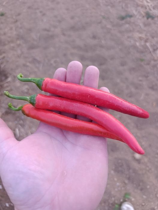 Papryka Chilli 10 kilogramów