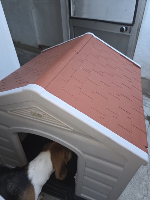 Casota kasa cães porte médio.