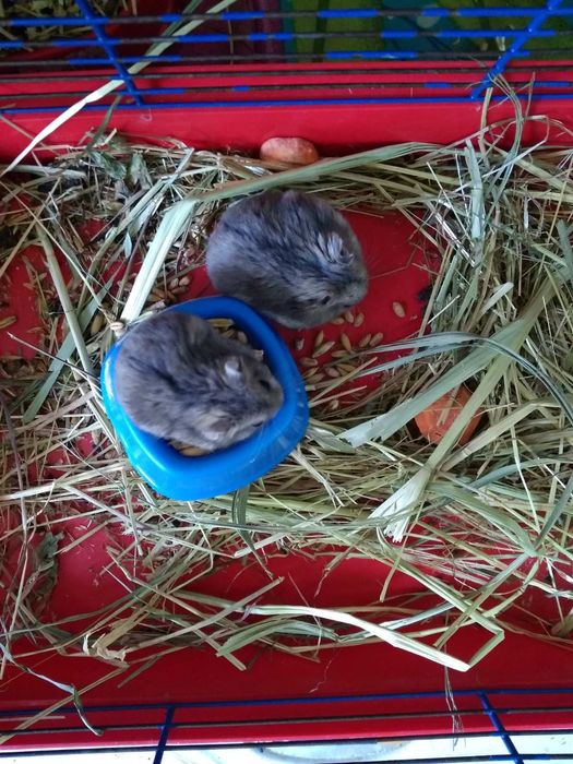 Хомячки Кременчуг