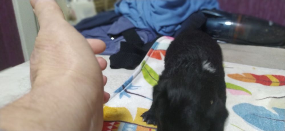 Цуценята породи тер'єр