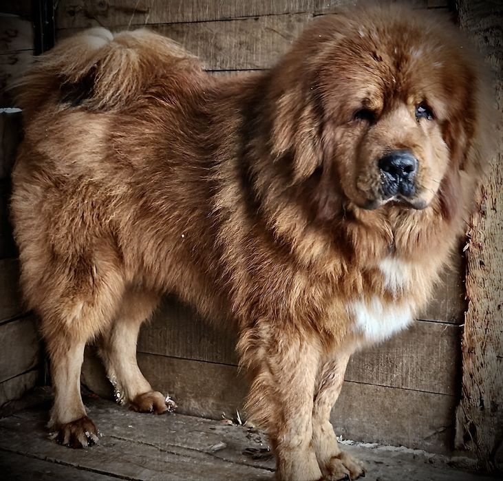 Mastif tybetański FCI