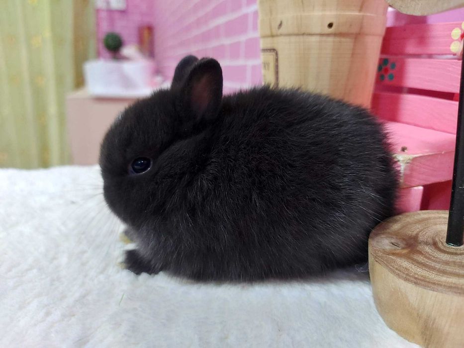 KIT Coelhos anões mini holandês e teddy muito dóceis e brincalhões