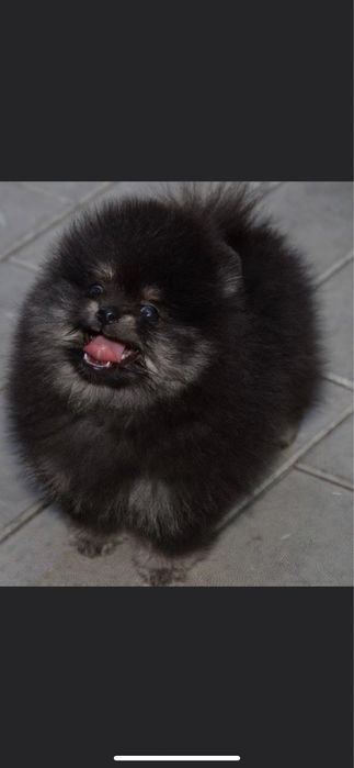 Вязка померанский шпиц