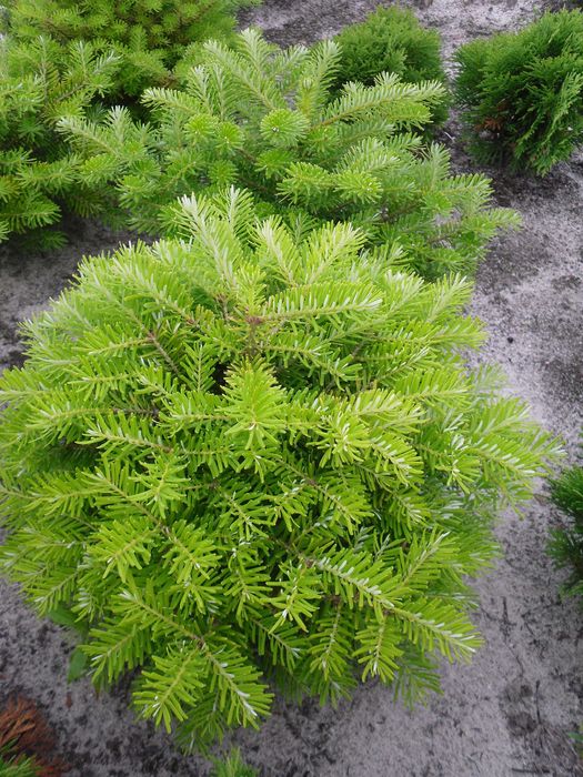 jodła koreańska promocja !! tuja szmaragd tuja tuje krzewy