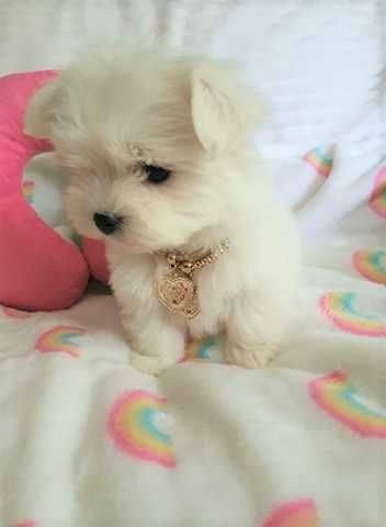 Maltańczyk Super Mini Piesek, Rodowód FOK, WDF, IKU