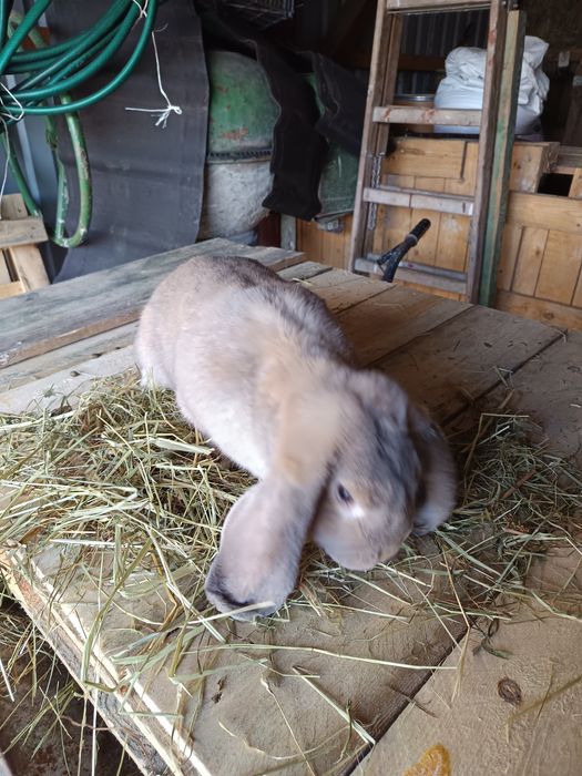 Baran francuski samiec 12 miesięcy izabelowaty