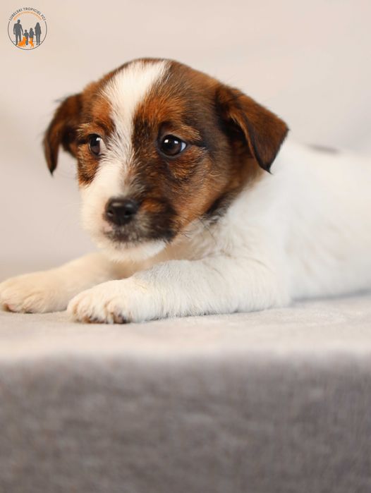Jack Russell Terrier ZKwP FCI