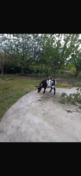 Cabra, raça caprina doméstica com pelagem exótica, com cerca de 2 anos e meio