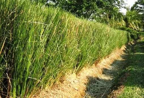 Vetiver (estacas)