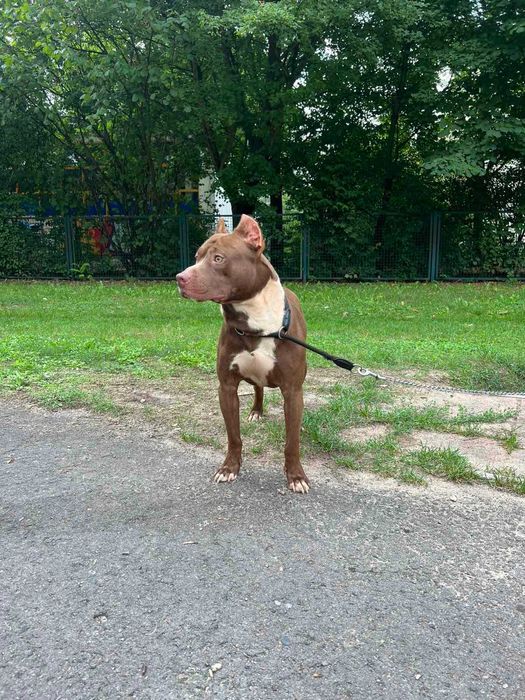 Чистокровний пітбуль