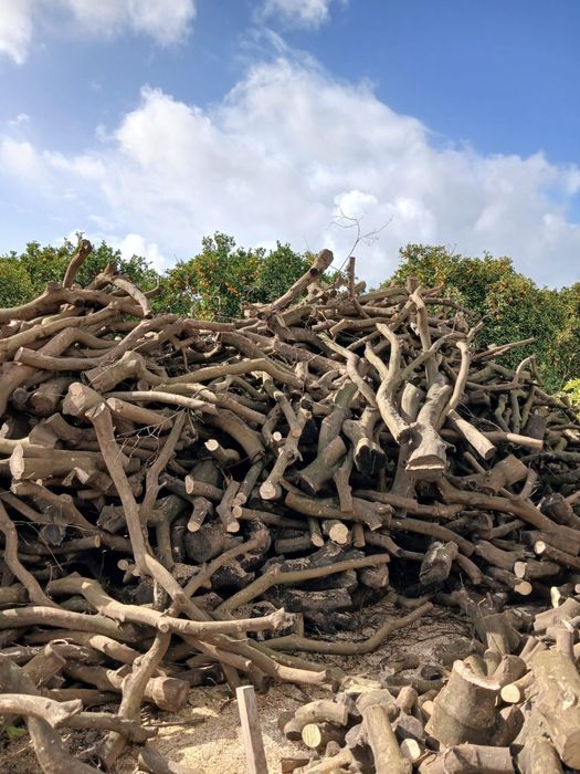 Lenha Bruta das laranjeiras