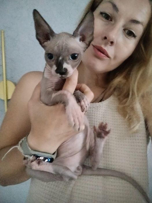 солодкий канадський сфінкс