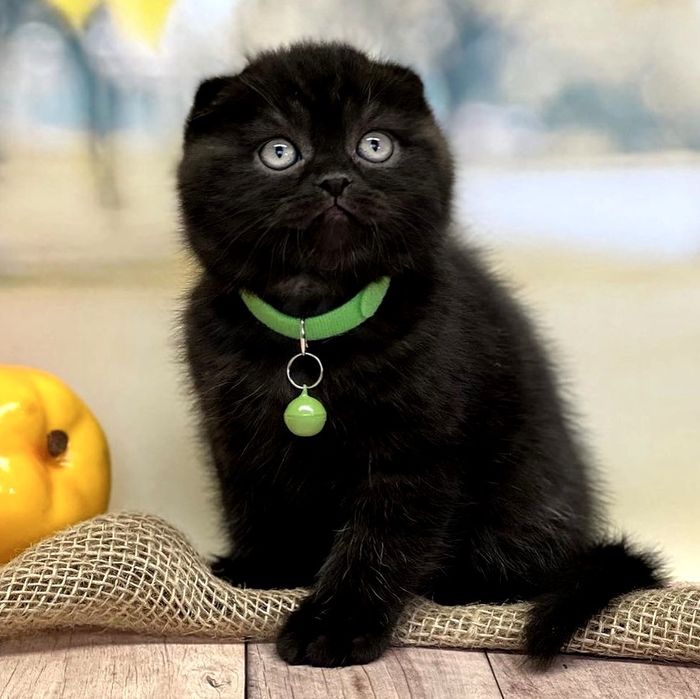 Шотландські висловухі