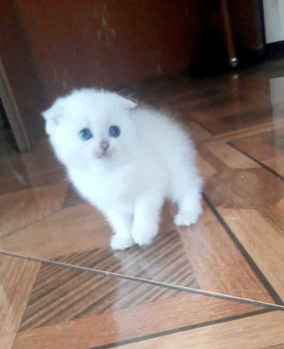Синьоокий блондинчик
